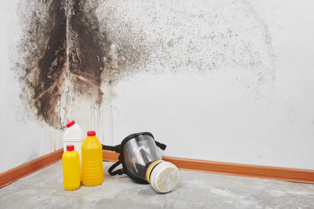 Best Residential Mold Removal  in Porter Heights, TX