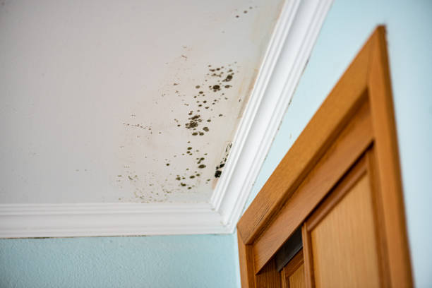Best Certified Mold Removal  in Porter Heights, TX