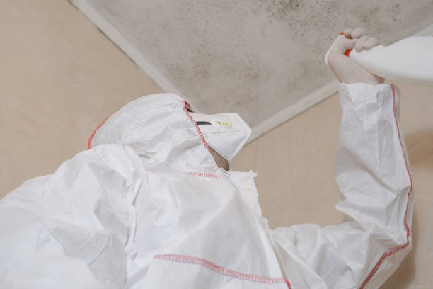 Best Same-Day Mold Removal  in Porter Heights, TX